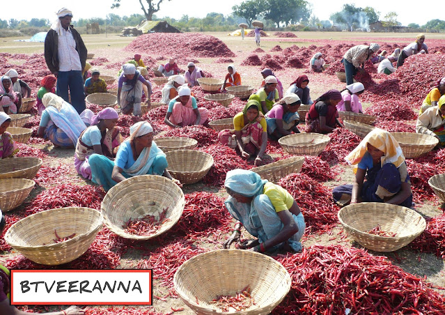 Dabbi Byadgi Mirchi Market Rate Today : Syngenta 2043 బ్యాడిగి మార్కెట్ మిర్చి ధరలు…